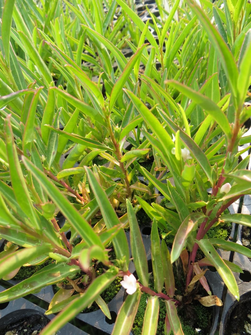 Native tubestock foliage in flush