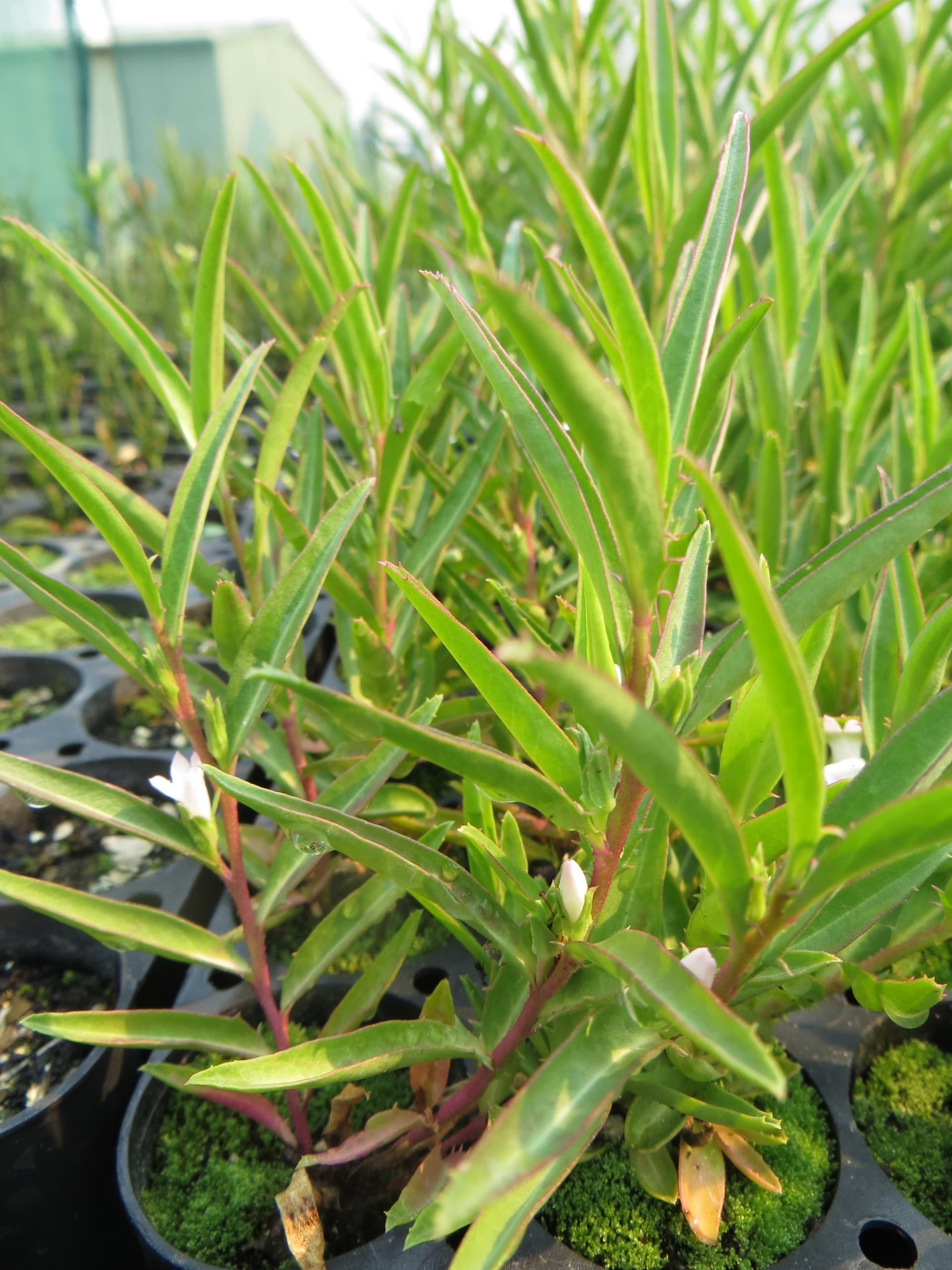 Myoporum montanum tubestock in active growth