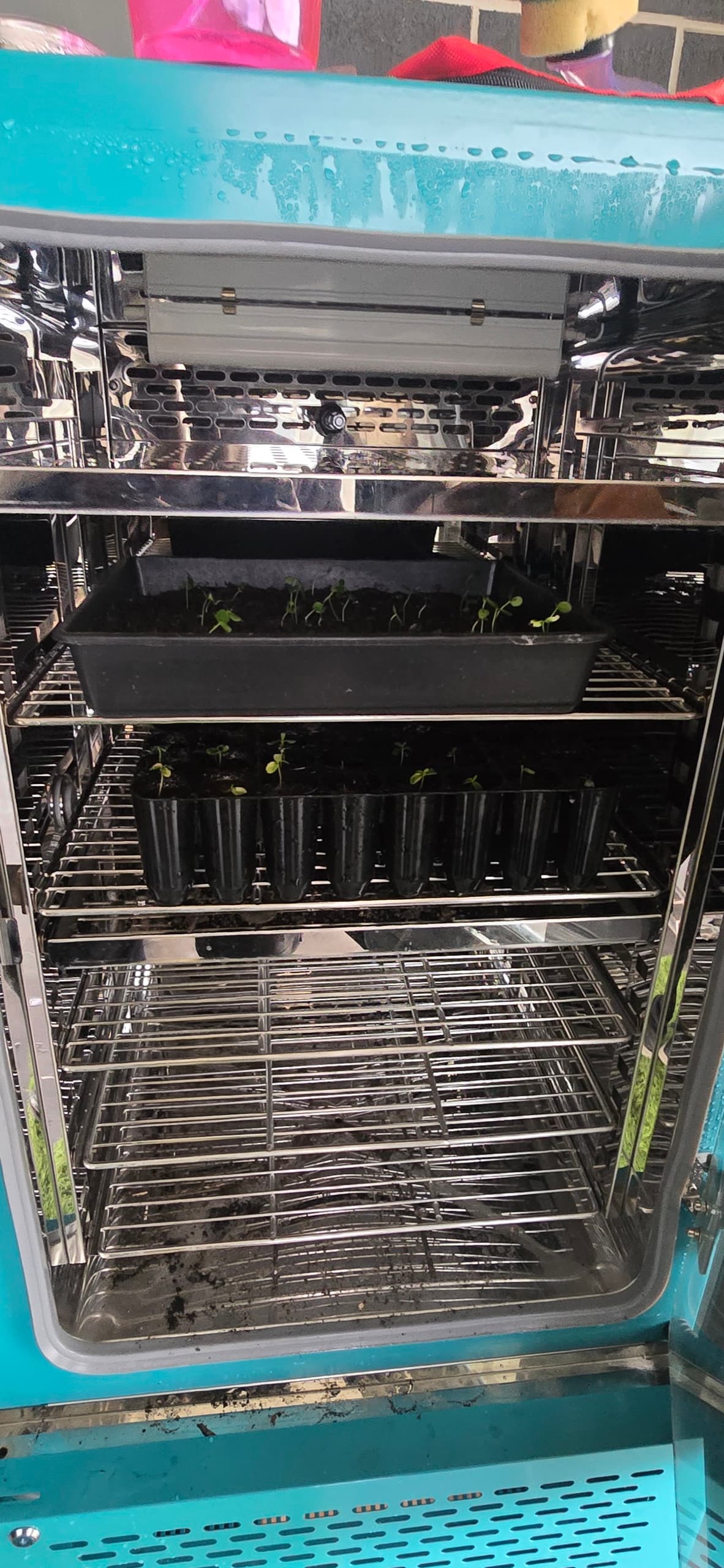 Seed trays in the propagation chamber