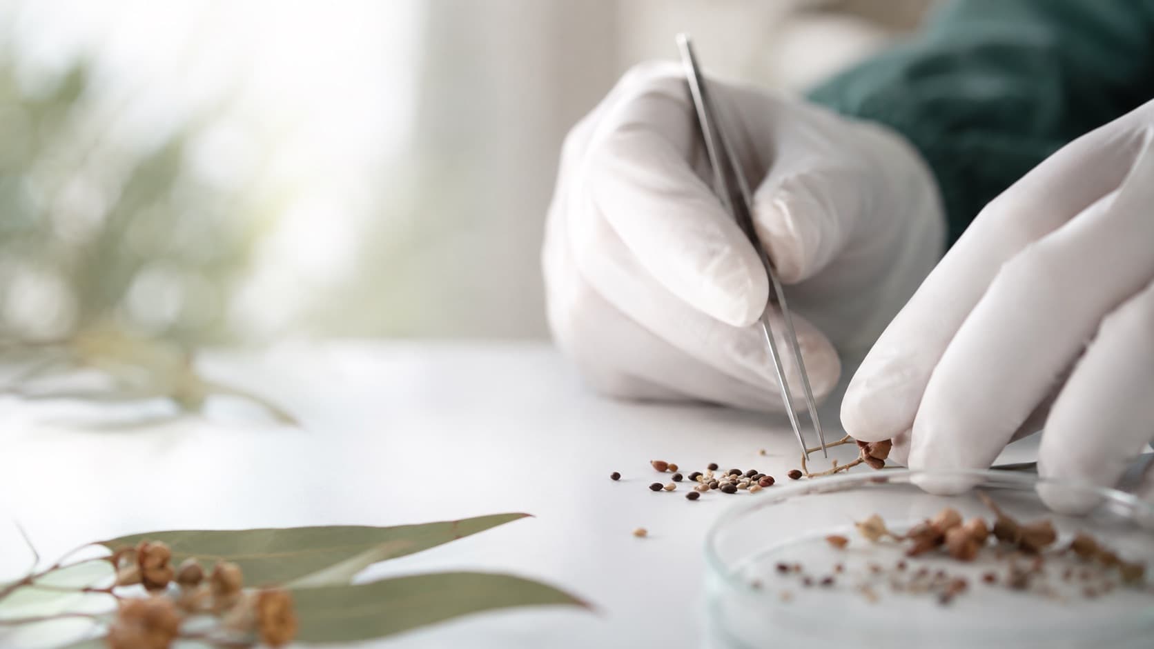 Sure Seed staff sorting native seed in the lab