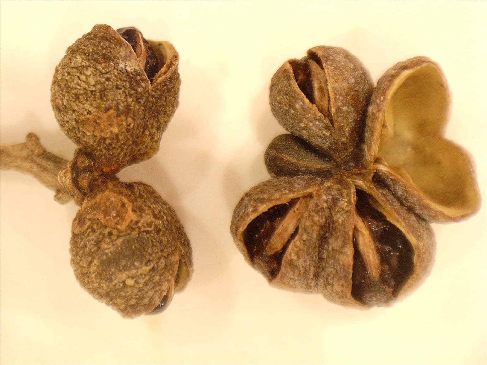 Fruit capsules of Geijera parviflora (Wilga)