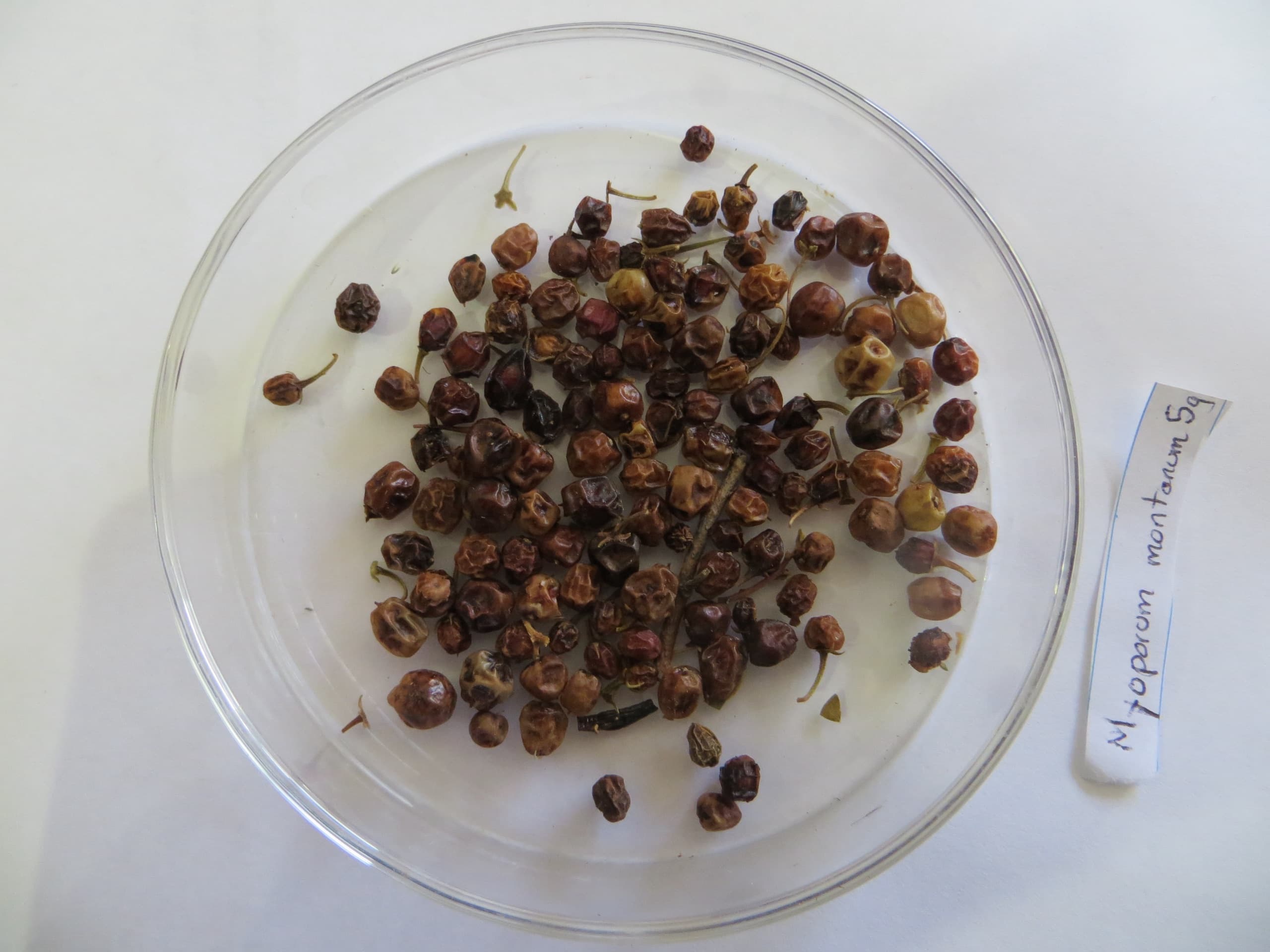Cleaned Myoporum montanum seed under assessment