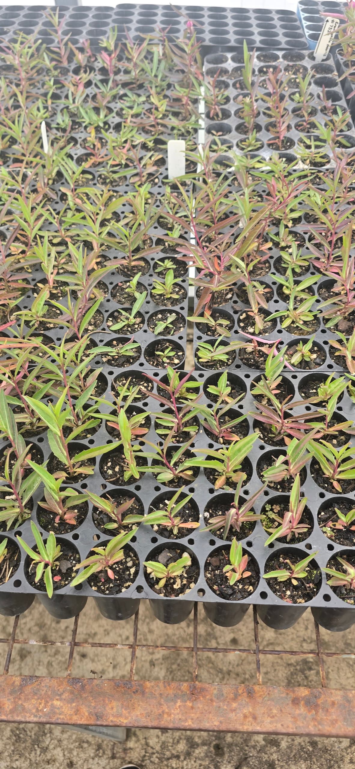 A full tray of native tubestock being grown on at the nursery