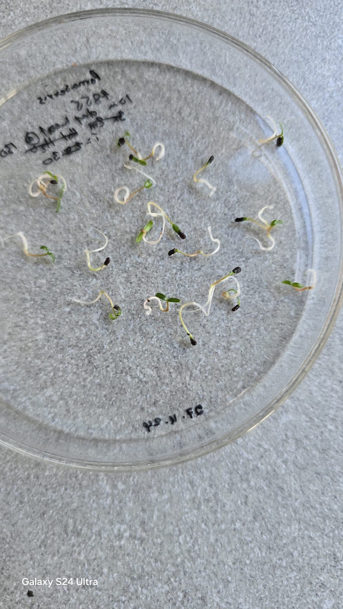 A labelled petri-dish germination test with native seedlings emerging