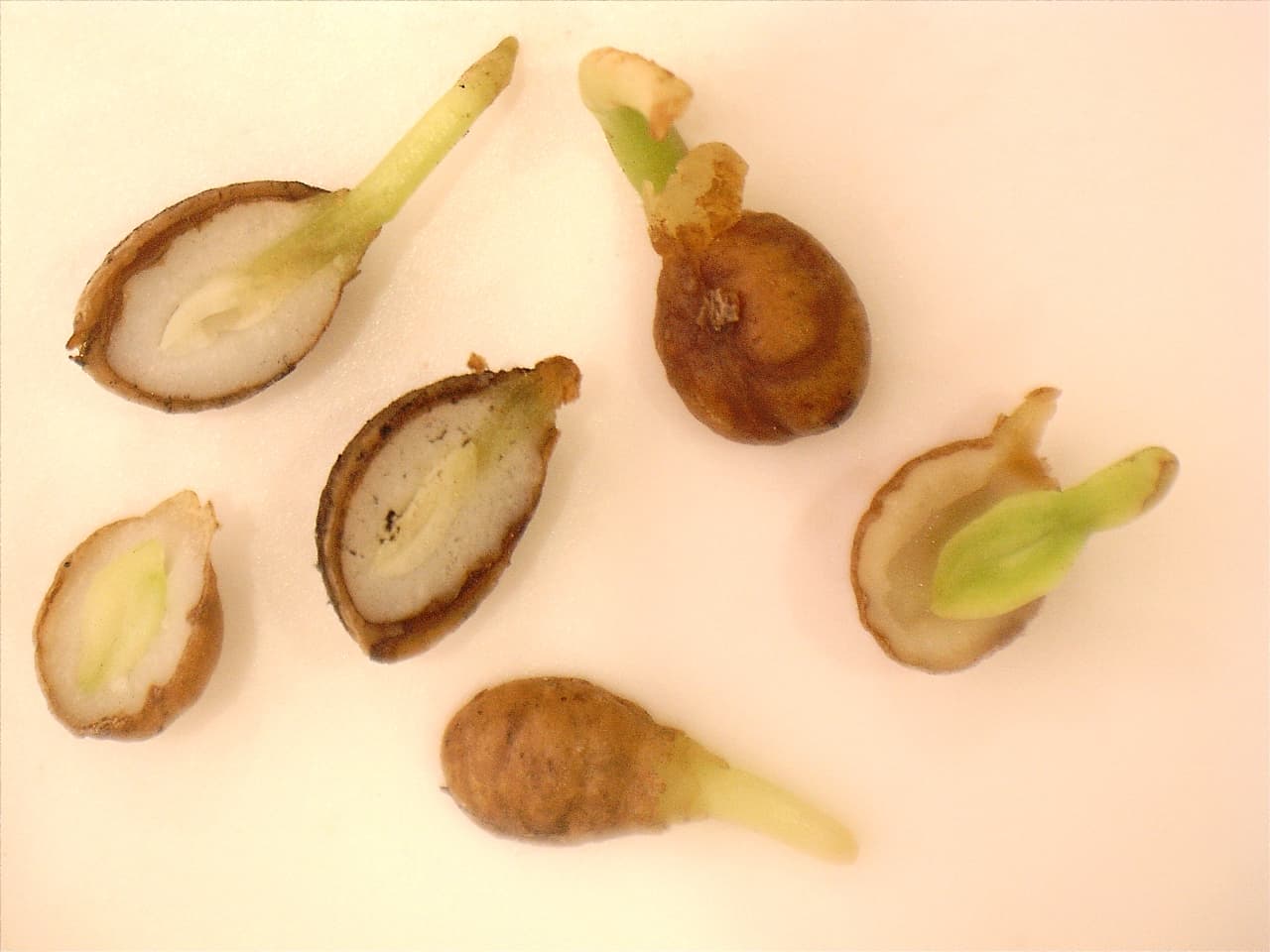Cut native seed revealing germinating embryos during viability testing