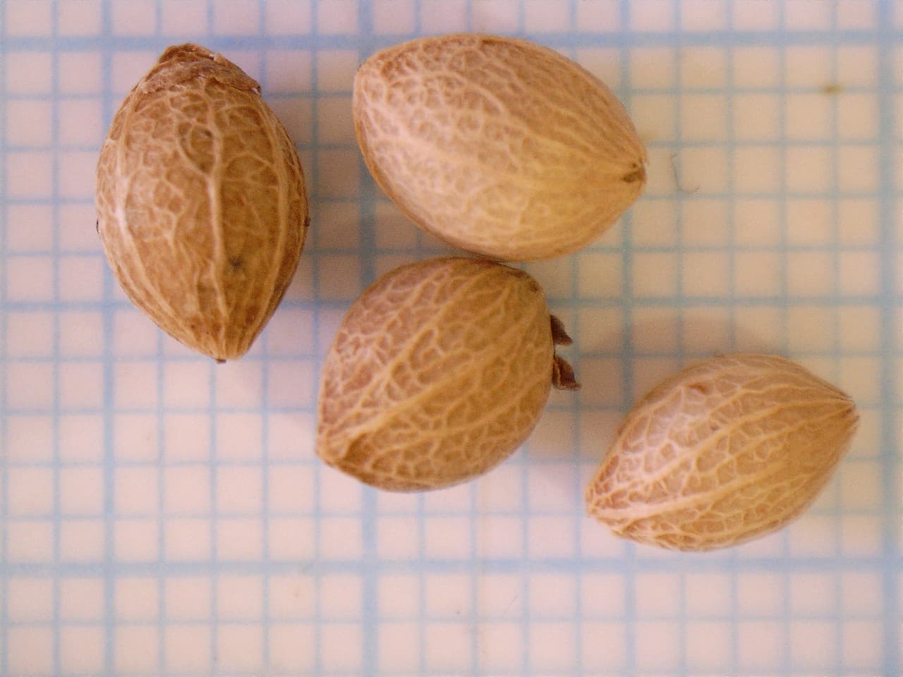Macro of cleaned native seed measured against a grid