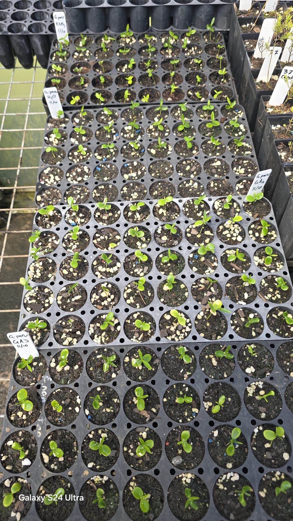Plug trays of healthy native seedlings being grown on at the nursery