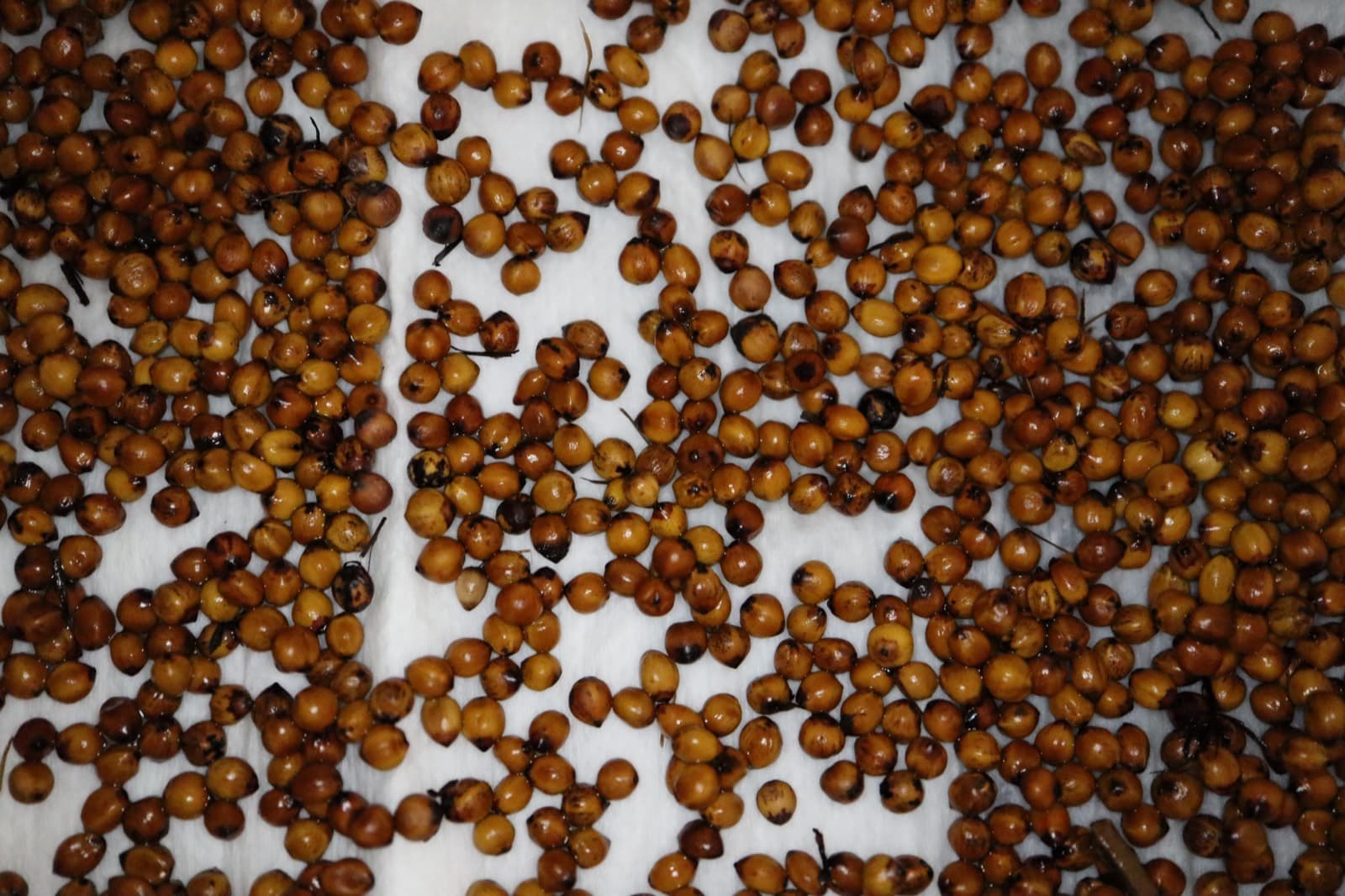 Cleaned seed of Gahnia aspera prepared for sowing
