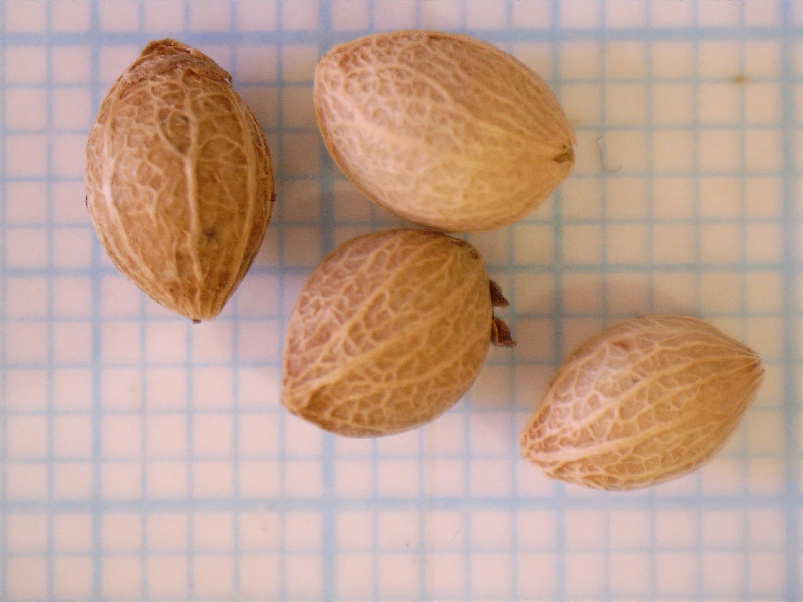 Seed of Notelaea microcarpa (Native Olive)
