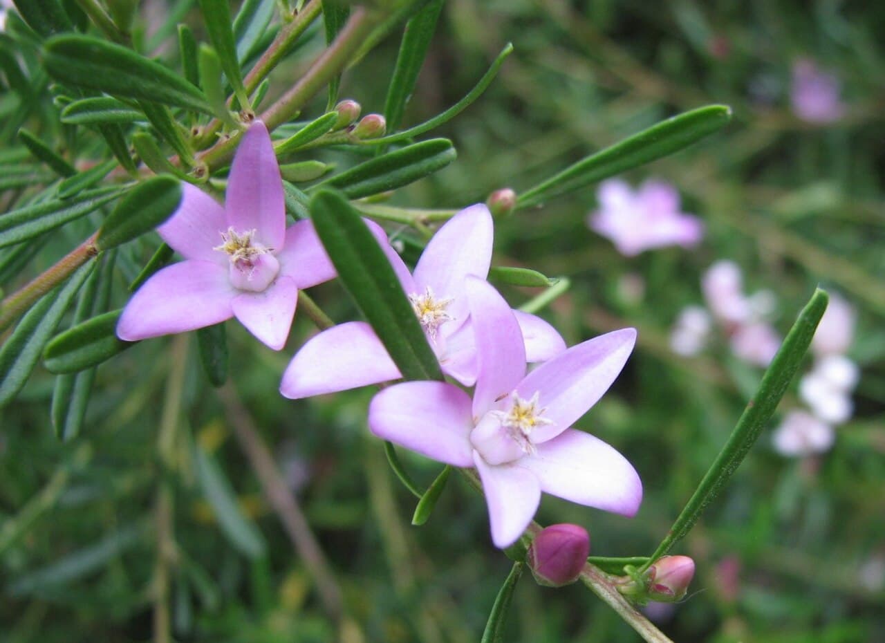 Pink star-shaped flowers of Crowea exalata (Small Crowea) on a fine-leaved shrub