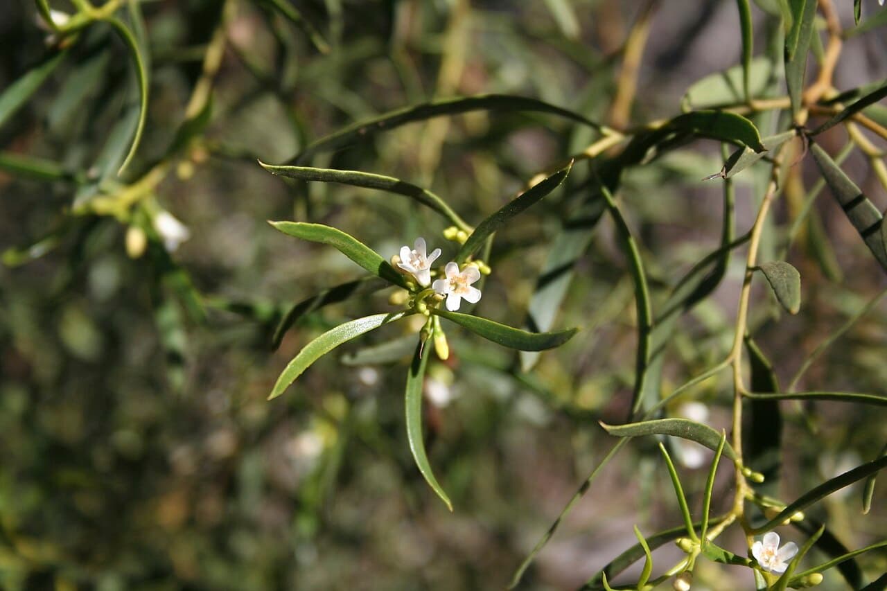 White star flowers and narrow grey-green foliage of Myoporum platycarpum (Sugarwood)