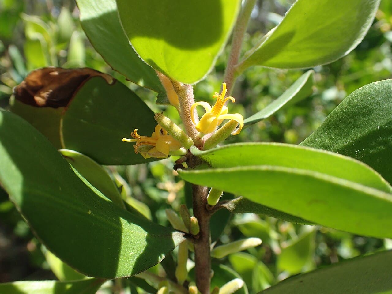 Yellow flowers of Persoonia cornifolia (Geebung) among glossy green leaves