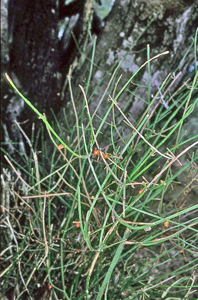 The slender, wiry branched habit of Teucrium junceum (Branched Germander)